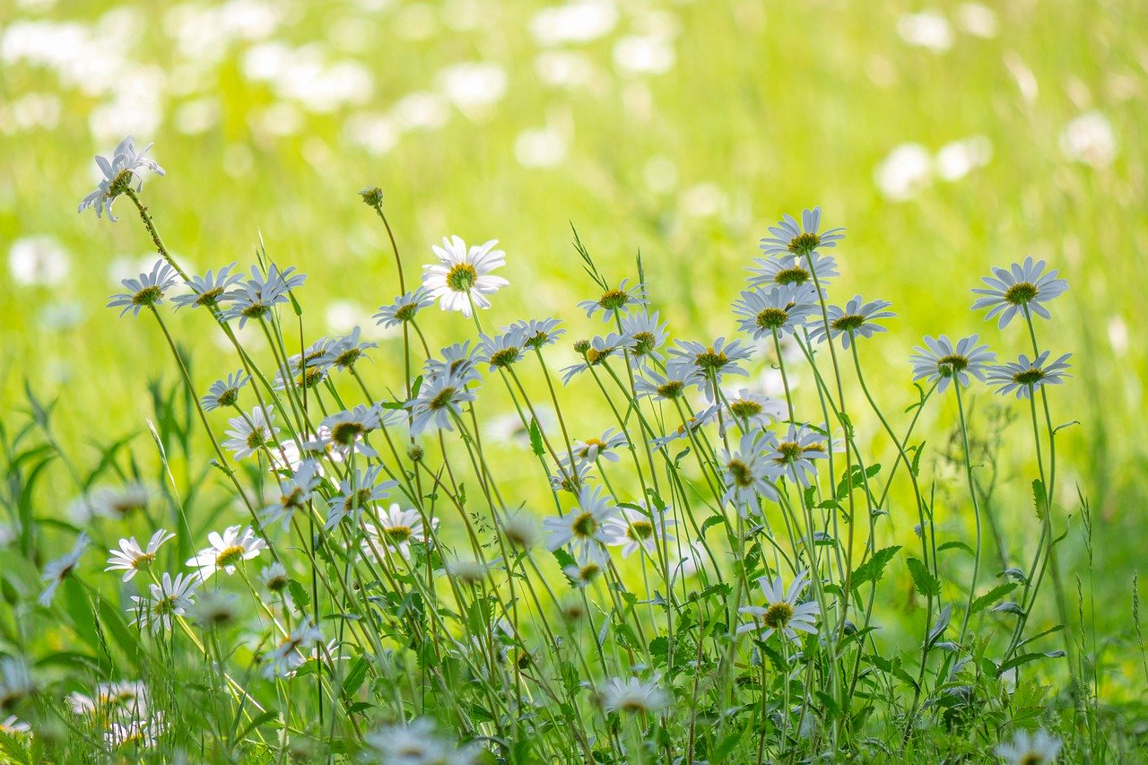 meadow, flower meadow, daisies