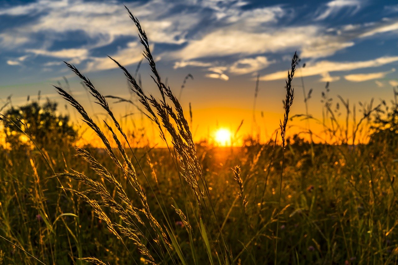 summer, sunset, meadow